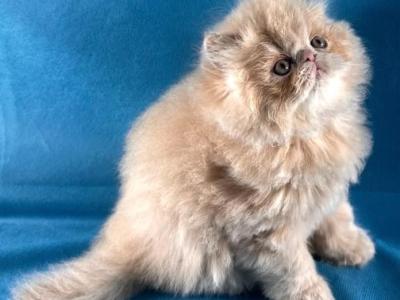 Waffles - Persian - Gallery Photo #1