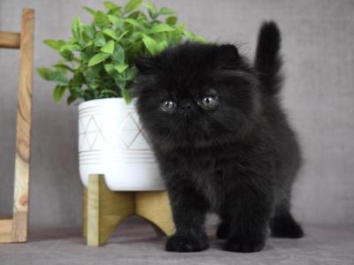 Bagheera - Persian - Gallery Photo #1