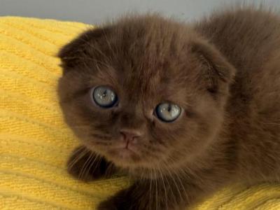 Cooper Scottish Fold Chocolate Male - Scottish Fold - Gallery Photo #1