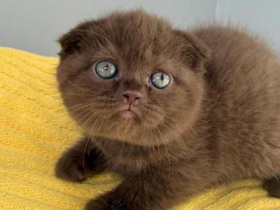 Cooper Scottish Fold Chocolate Male - Scottish Fold - Gallery Photo #1
