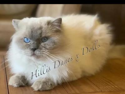 Lincoln - Ragdoll - Gallery Photo #1