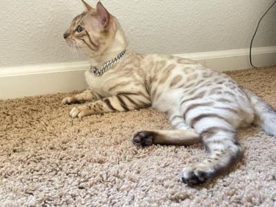Snow - Bengal - Gallery Photo #1