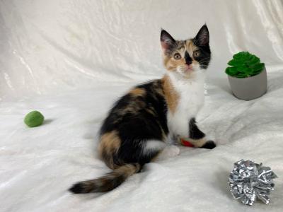 Calico Kitten Persian Siamese Mix - Domestic - Gallery Photo #1