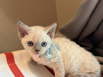 Blue - Devon Rex - Gallery Photo #1
