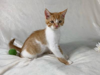 White And Orange Persian Siamese Mix - Domestic - Gallery Photo #1