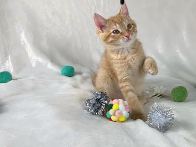 Kitten Persian And Siamese Mix - Domestic - Gallery Photo #1