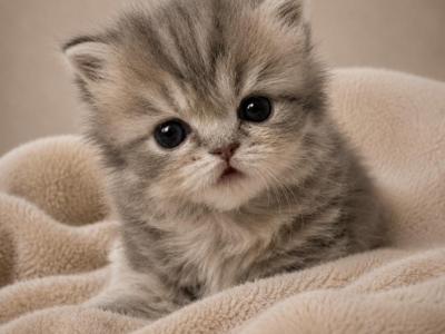 Blue Golden Female - Persian - Gallery Photo #1