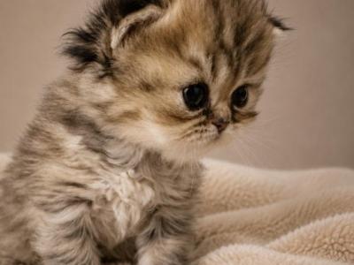 Male Tiger Teacup Persian - Persian - Gallery Photo #1