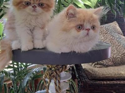 Leo - Persian - Gallery Photo #1