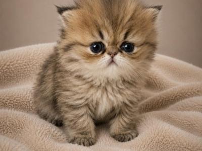 Female Tiger Persian - Persian - Gallery Photo #1