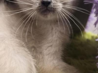 Siamese  Kittens All Color Different Color Points - Siamese - Gallery Photo #1