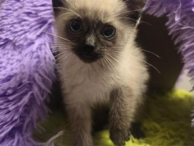 Siamese  Kittens All Color Different Color Points - Siamese - Gallery Photo #1