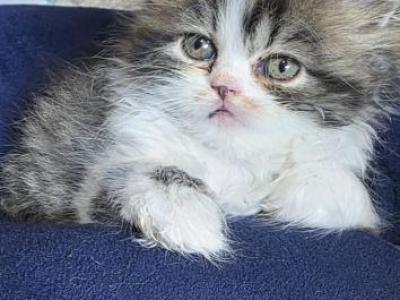 Persian Kittens - Persian - Gallery Photo #1