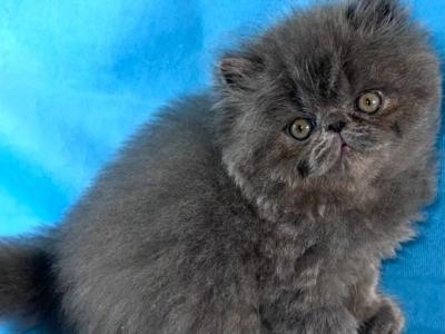 Marley - Persian - Gallery Photo #1