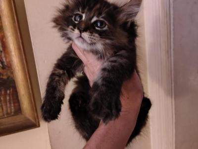 Fin - Maine Coon - Gallery Photo #1