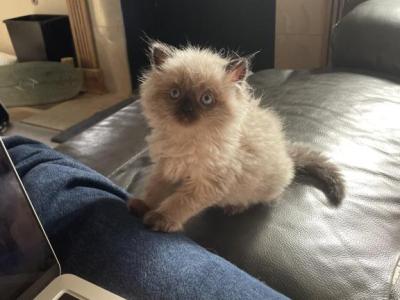 Sandra - Ragdoll - Gallery Photo #1