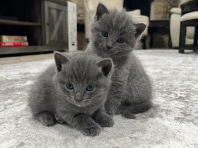 Blue - Russian Blue - Gallery Photo #1