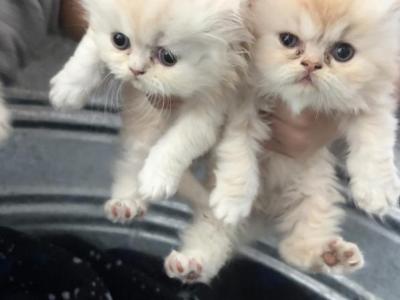Willow - Persian - Gallery Photo #1