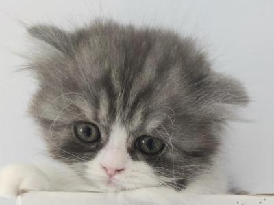 Baw - Persian - Gallery Photo #1