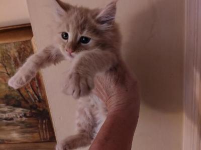 Clyde - Maine Coon - Gallery Photo #1