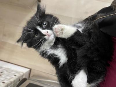 Lily - Domestic - Gallery Photo #1