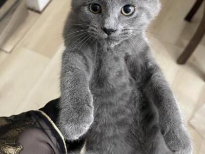 Leo - Russian Blue - Gallery Photo #1