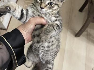 Lucky - Domestic - Gallery Photo #1