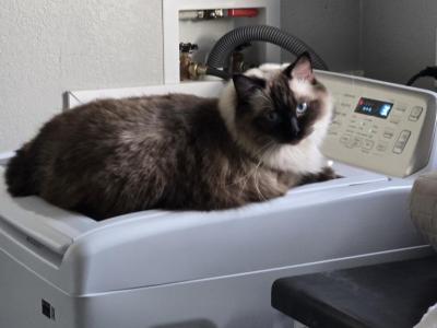 Ragdoll - Ragdoll - Gallery Photo #1