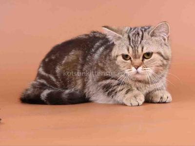 Dana Minuet Classic Tabby Short Legs Munchkin - Munchkin - Gallery Photo #1