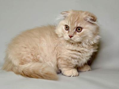 Cuddles Tiny Munchkin Fold Scottish Kilt Short Leg - Munchkin - Gallery Photo #1