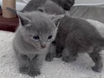 NEW Russian Blues - Russian Blue - Gallery Photo #1