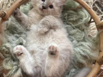 Mitted Mink Blue Linx Point Ragdoll Male Kitten - Ragdoll - Gallery Photo #1