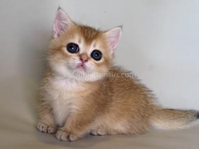 Quirkа Munchkin Short Legs Golden Shaded Chinchila - Munchkin - Gallery Photo #1