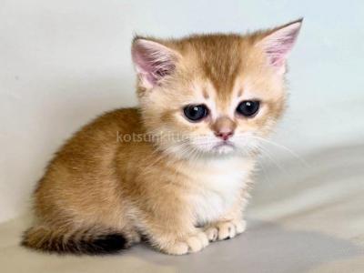 Qamra Tiny Girl Munchkin Orange Golden Short Legs - Munchkin - Gallery Photo #1