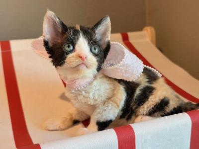 Flora - Devon Rex - Gallery Photo #1