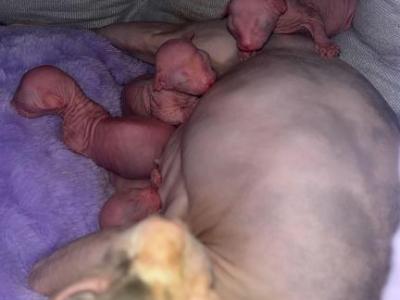 Pinky - Sphynx - Gallery Photo #1