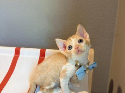 Sunny - Devon Rex - Gallery Photo #1