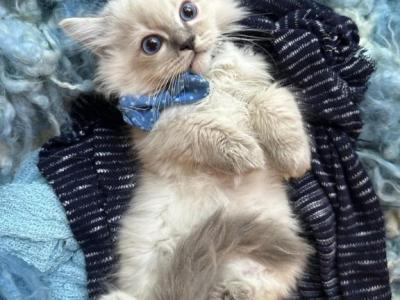 Handsome Purebred Linx Point Male Ragdoll Kitten - Ragdoll - Gallery Photo #1