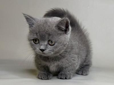 Obi Baby Boy Munchkin Blue Solid Color Short Legs - Munchkin - Gallery Photo #1