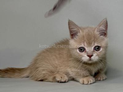 Odie Munchkin Baby Boy Cream Color Short Legs - Munchkin - Gallery Photo #1