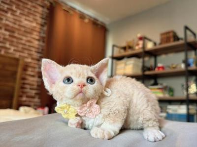 Peaches - Devon Rex - Gallery Photo #1