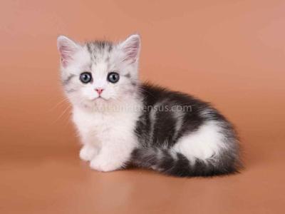 Ilene Munchkin Silver Tabby Bicolor Short Legs - Munchkin - Gallery Photo #1
