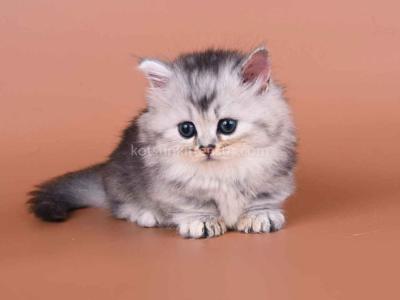 Ira Munchkin Baby Girl Silver Ticked Short Legs - Munchkin - Gallery Photo #1