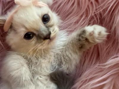 Purebred Blue Point Ragdoll Kitten - Ragdoll - Gallery Photo #1