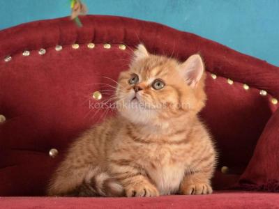 Holly Munchkin Chocolate Tabby Short Legs - Munchkin - Gallery Photo #1