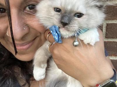 Handsome Mitted Blue Point Ragdoll Kitten - Ragdoll - Gallery Photo #1