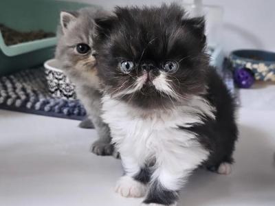 Persian - Persian - Gallery Photo #1