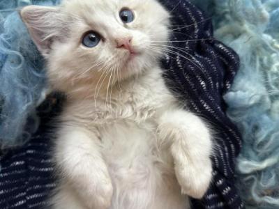 Bicolor Lavender Male Linx Ragdoll Kitten - Ragdoll - Gallery Photo #1