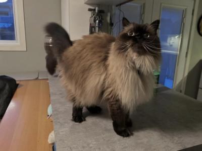 Himalayan Cat1 - Himalayan - Gallery Photo #1
