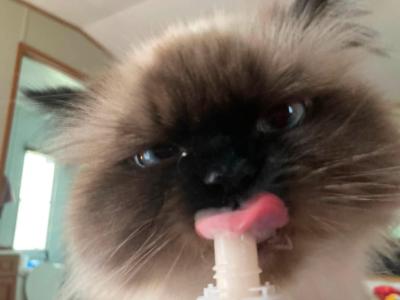 Himalayan Adult - Himalayan - Gallery Photo #1